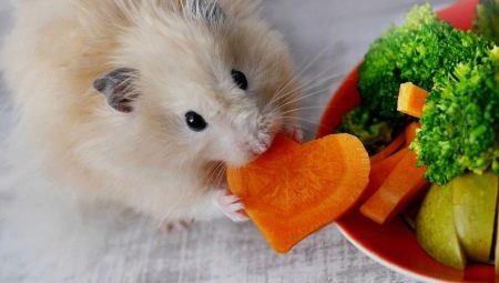 De quoi manger des rongeurs domestiques?