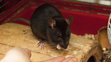 Que mangent les rats domestiques?