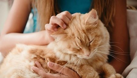 Que pouvez-vous donner à un chat?