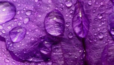 Qu'est-ce que la couleur pourpre signifie en psychologie?