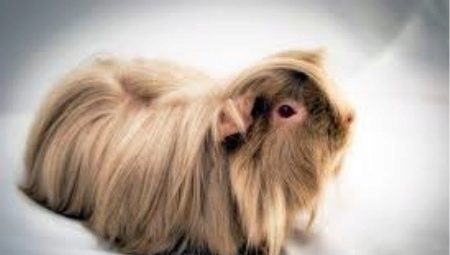 Cochons d'Inde à poil long: caractéristiques, races et recommandations de soins