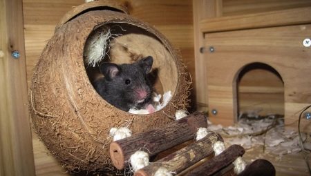 La maison du rat: comment choisir et le faire soi-même?