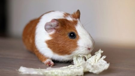 Maison pour le cochon d'inde: les types et règles de choix