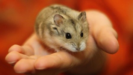 Hamster Dzungarian: description, conseils d'alimentation et de soin