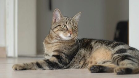 Chats européens: caractéristiques, choix et règles de soin