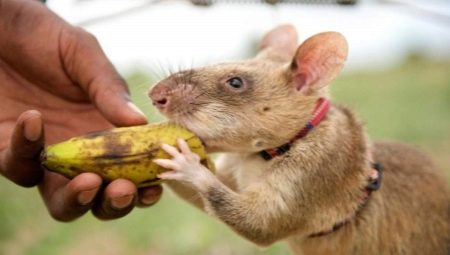 Rat gambien: description et contenu à la maison