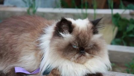 Chats d'Himalaya: caractéristiques, variétés, choix et règles de soin