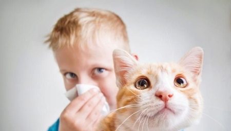 Chats et chats hypoallergéniques: races, en particulier le choix et le contenu
