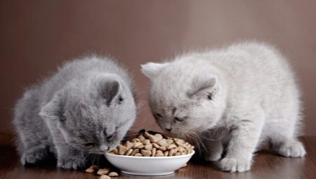 Nourriture pour chat hypoallergénique et chatons: caractéristiques, types et subtilités de choix