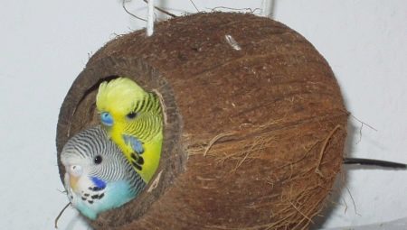 Nid pour perroquets ondulés: caractéristiques du choix et règles de fabrication