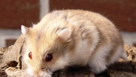 Hamster Campbell: caractéristiques de la race, entretien et soins