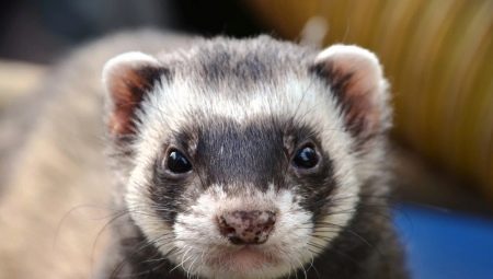 Furets: caractéristiques, variétés, conseils d'entretien