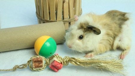 Jouets pour cobayes: de quoi avez-vous besoin et comment les fabriquer de vos propres mains?