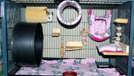 Jouets pour chinchillas: exigences, conseils pour choisir et fabriquer