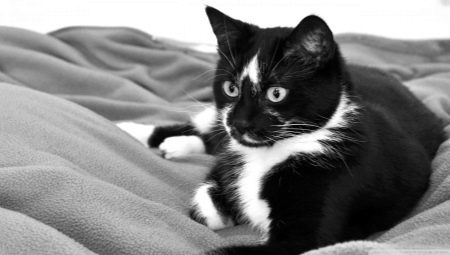 Noms pour chats et chats couleur noir et blanc
