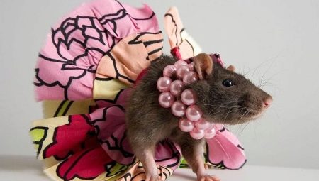 Noms pour rats filles