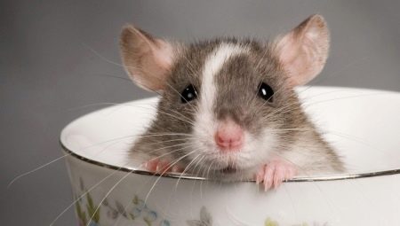 Noms de rats: comment choisir et s'entraîner?