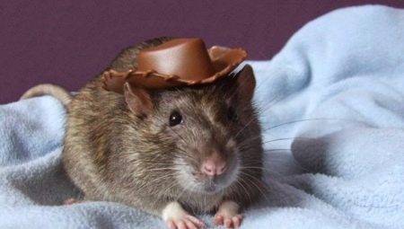 Noms pour rats garçons