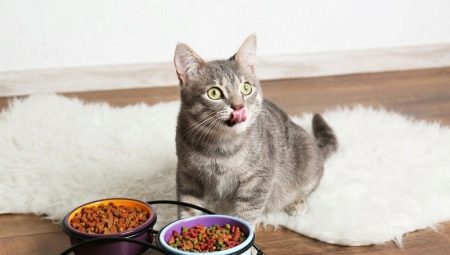Qu'est-ce qui fait la nourriture pour chat et quelle composition est la meilleure?