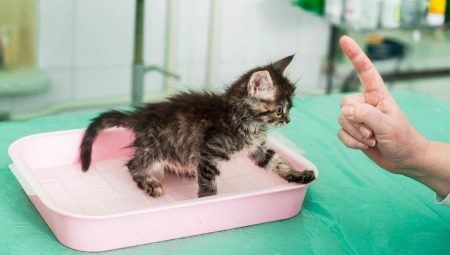 Hogyan kell egy kiscicát gyorsan megtanítani a tálcára töltőanyag nélkül?