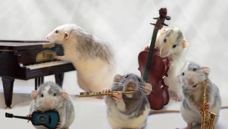 Comment former des rats?