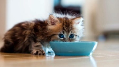 Comment et quoi nourrir le chat?