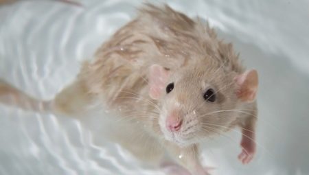 Comment se baigner un rat à la maison?