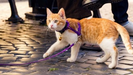 Comment porter un harnais sur un chat?