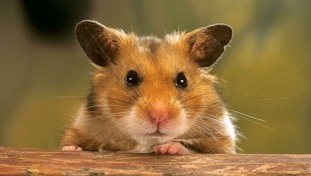 Comment trouver un hamster dans l'appartement s'il s'est échappé de la cage?