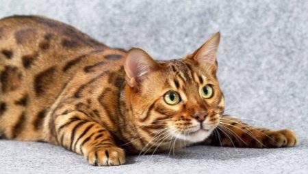 Comment appelez-vous un chat du Bengale?