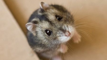 Quel est le nom du hamster Dzhungar?