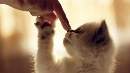 Comment sevrer un chat de la nourriture pour chat?