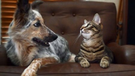 Comment faire des amis un chat avec un chien dans l'appartement?
