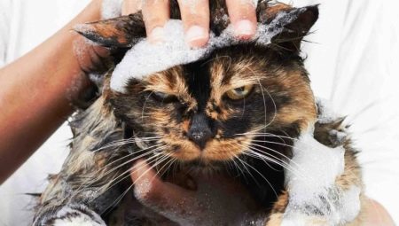 Comment laver le chat s'il a peur de l'eau et des égratignures?