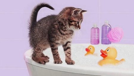 Comment se baigner le chaton pour la première fois et à quel âge peut-on commencer?