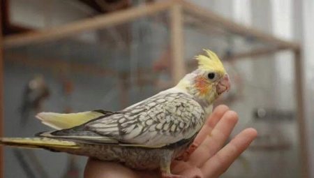 Hogyan kell megszelídíteni Corella kezét?