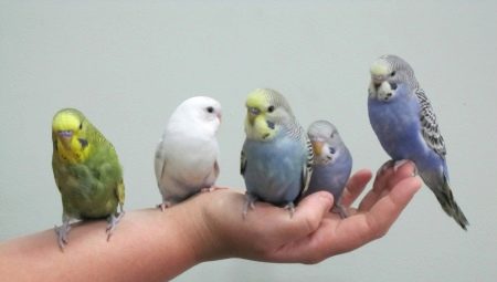 Comment apprivoiser un perroquet ondulé aux mains?