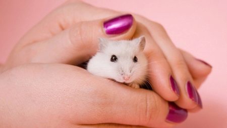 Comment apprendre le hamster à portée de main?