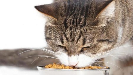 Comment apprendre à un chat à faire sécher des aliments?