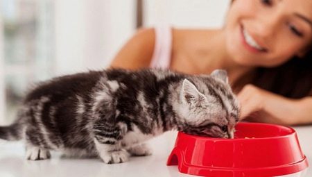 Comment apprendre à un chaton à faire sécher des aliments?
