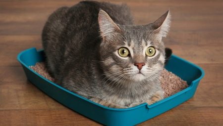 Comment former un chat adulte au bac?