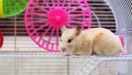 Comment faire une cage pour un hamster avec ses propres mains?
