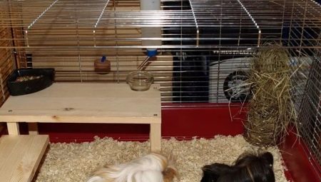 Comment faire une cage pour un cochon d'inde avec ses propres mains?