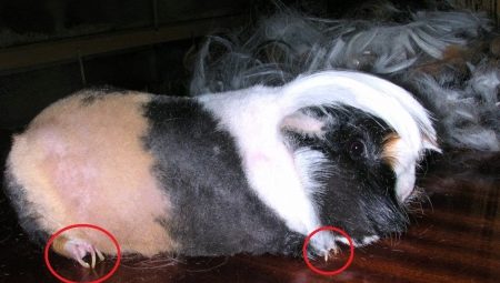Comment couper les griffes de cochon d'Inde?
