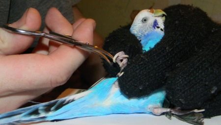 Comment couper le perroquet ondulé de griffes?
