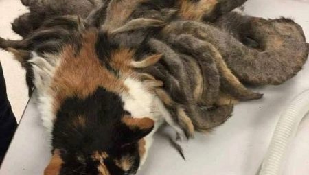 Comment à la maison pour enlever les tapis d'un chat?