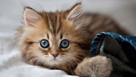 Comment choisir un nom pour une fille-chat?