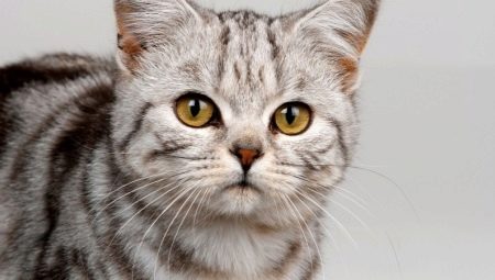 Comment choisir des surnoms pour les garçons chats?
