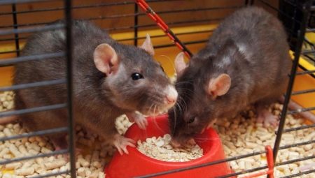 Comment choisir de la nourriture pour les rats d'ornement?