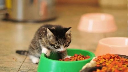 Comment choisir de la nourriture pour les chatons de moins d'un an?